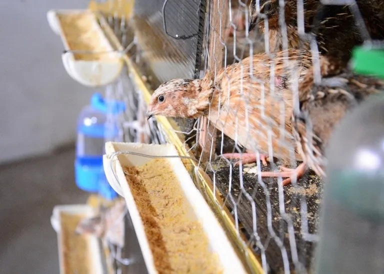 Rebanho de codornas no Brasil tem criação ligada principalmente para produção de ovinhos