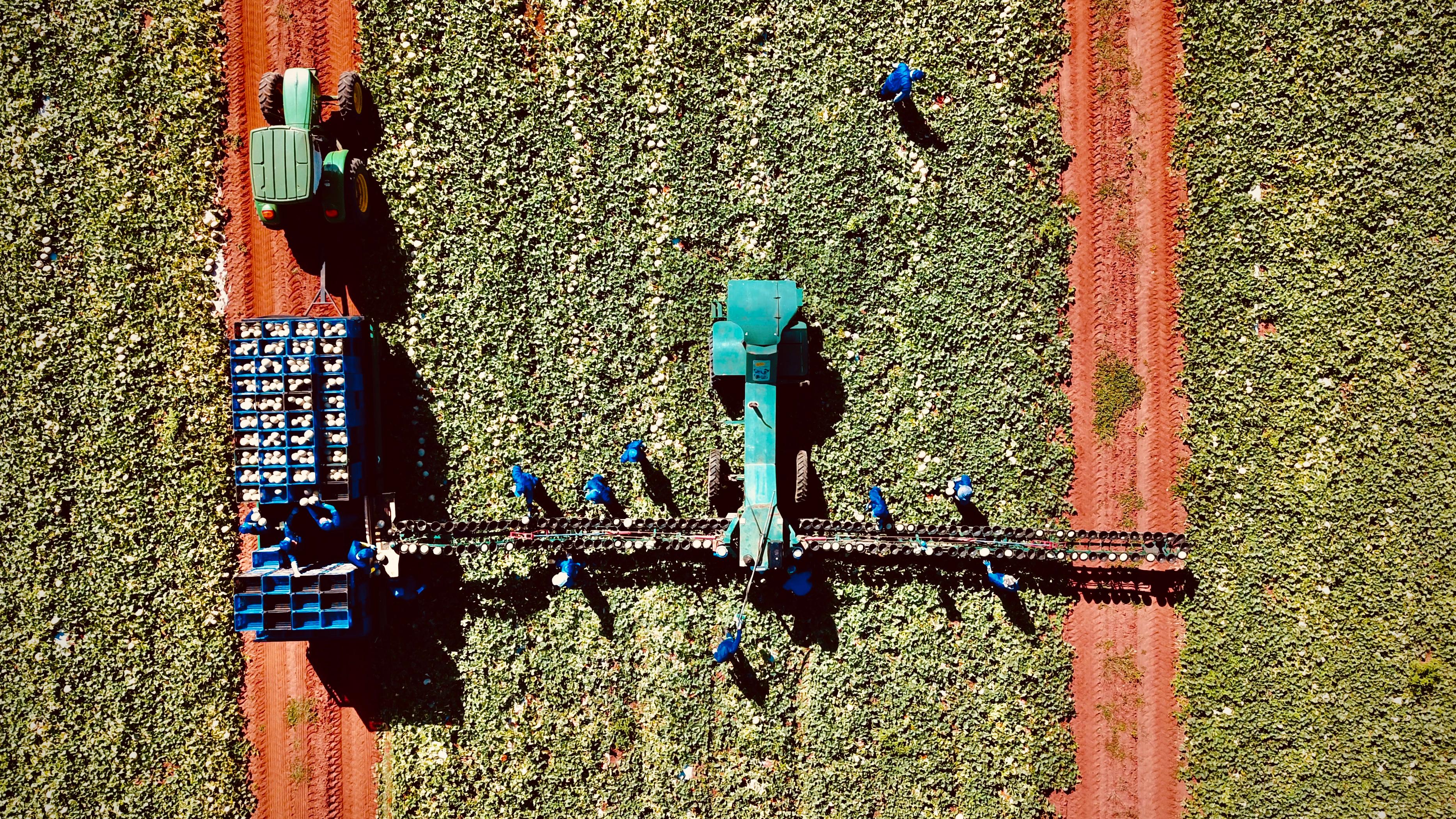 foto de fazenda de melões da agrícola famosa
