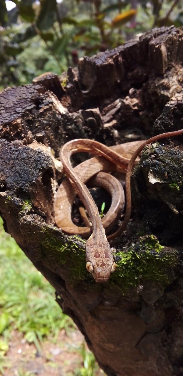 a imagem mostra uma cobra dormideira enrolada sobre uma pedra na mata