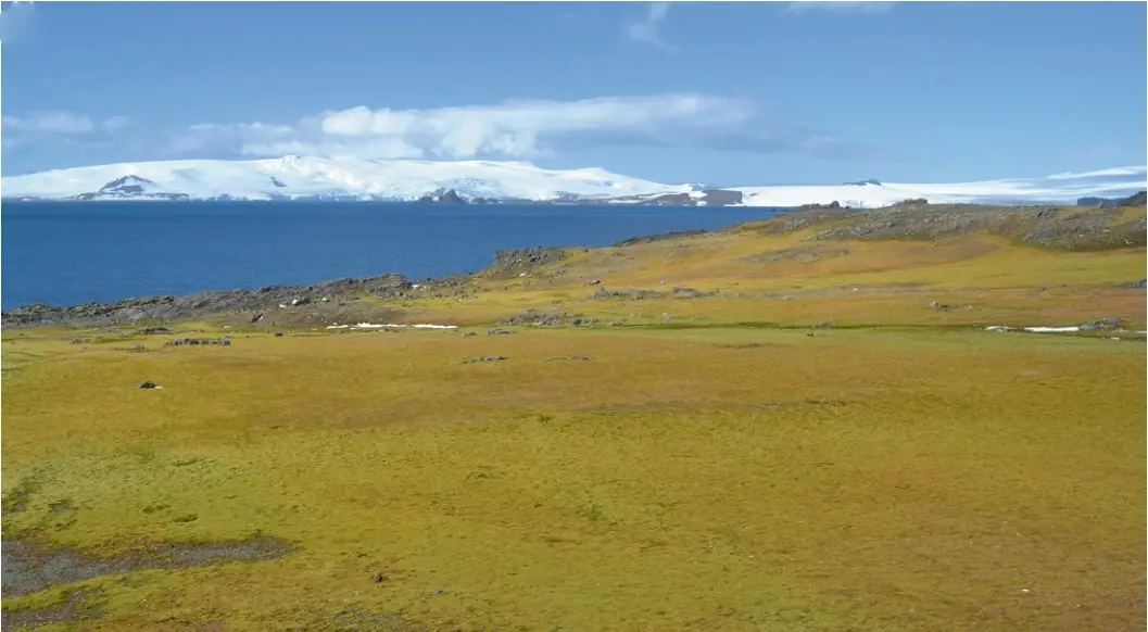 Área de vegetação na Península Antártica