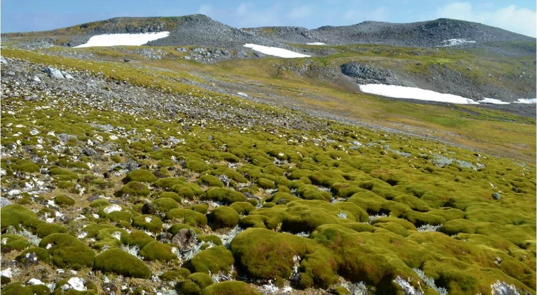 Área de vegetação na Península Antártica