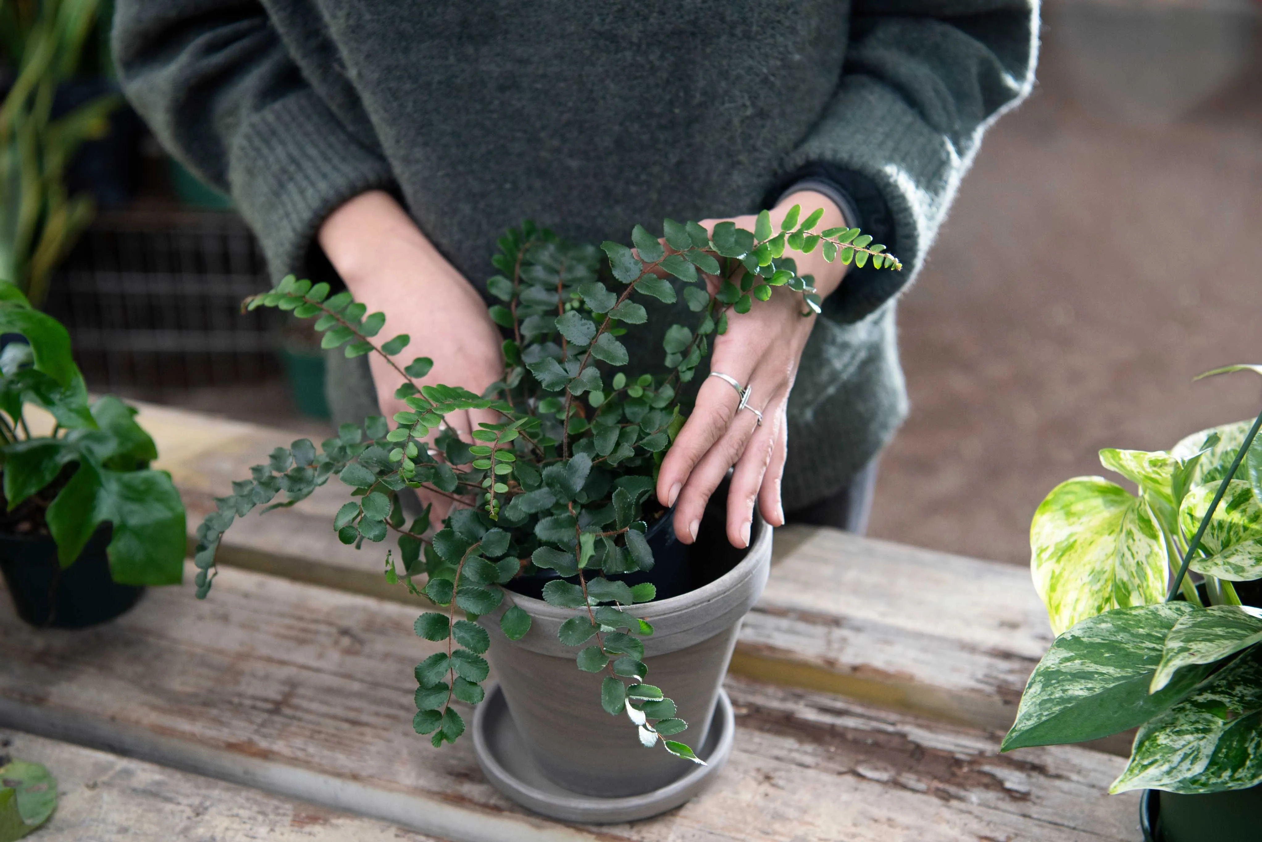 A planta precisa ser deixada em meia-sombra