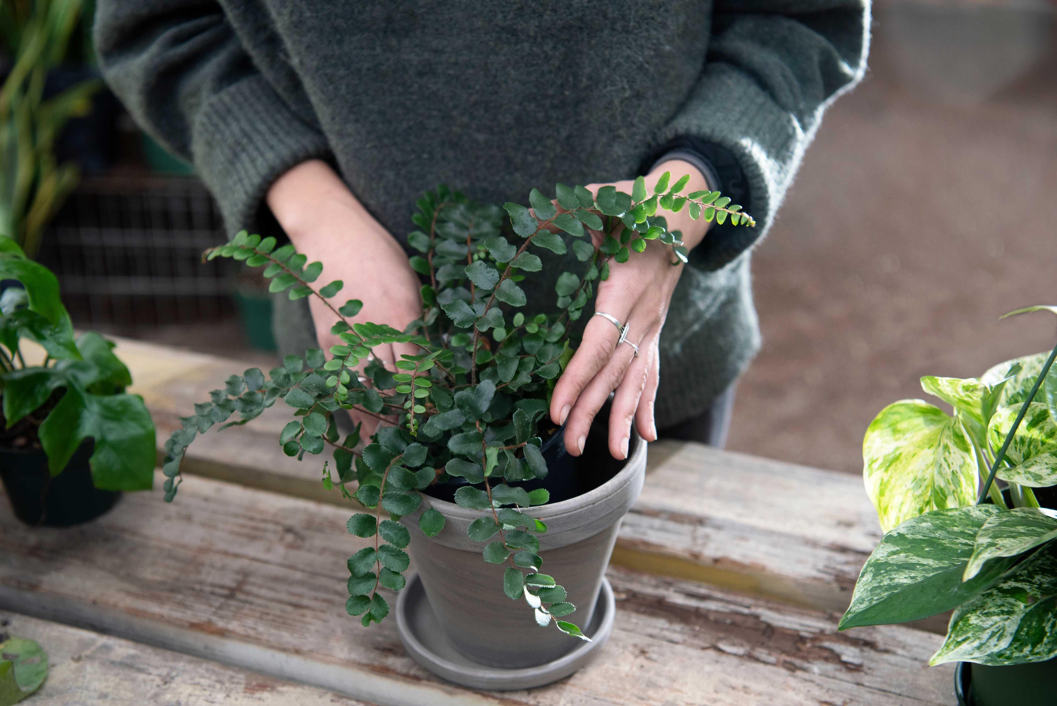 Mulher cuidando de uma planta avenca