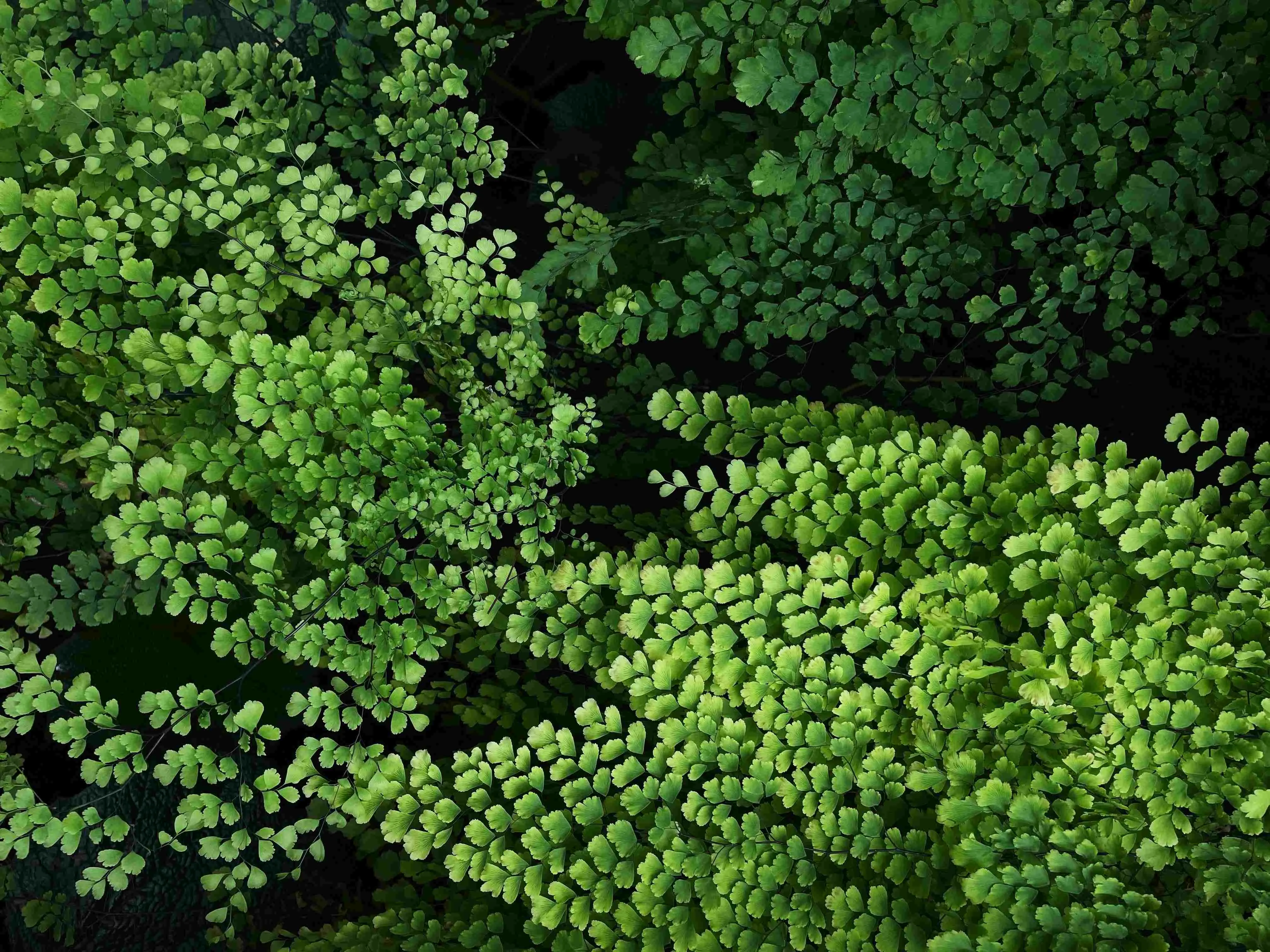 A planta pode atingir até 40 cm de altura