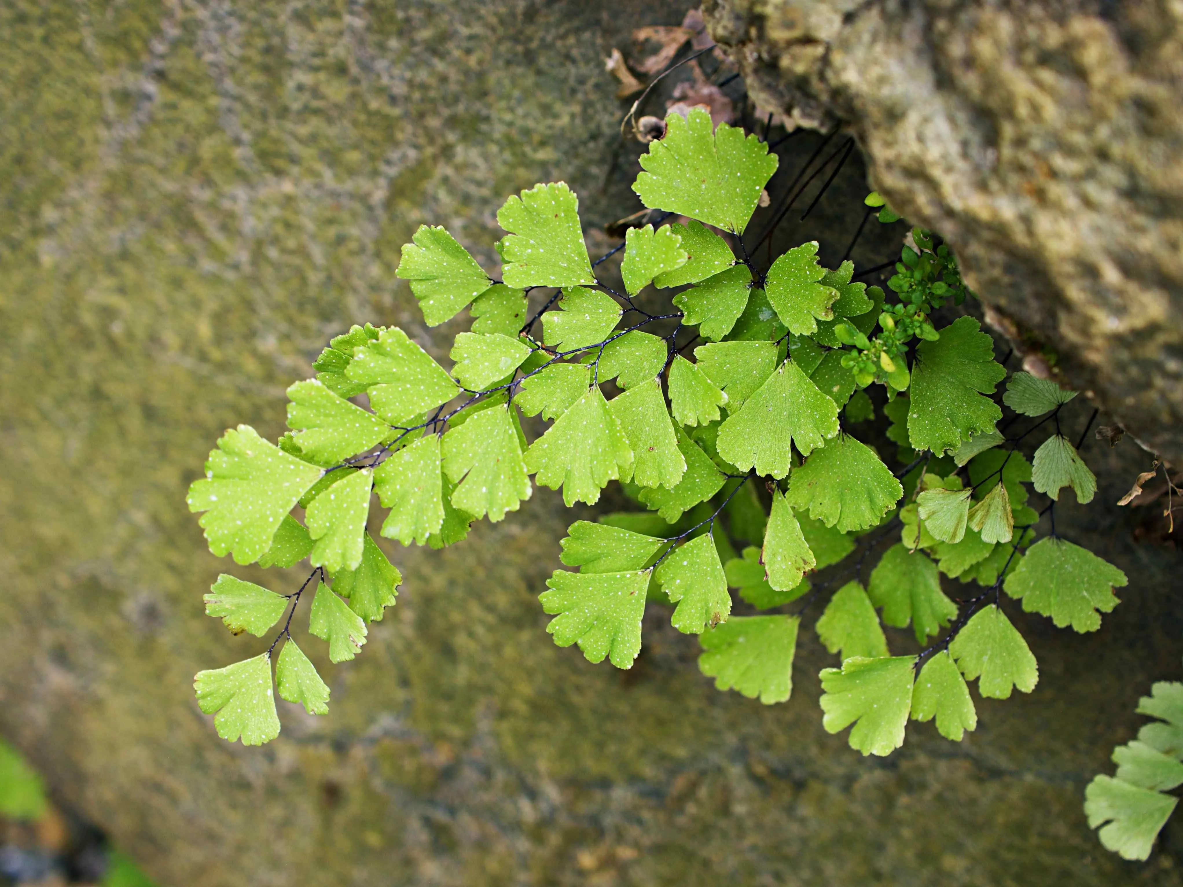 É possível fazer chá da planta a partir das folhas de avenca