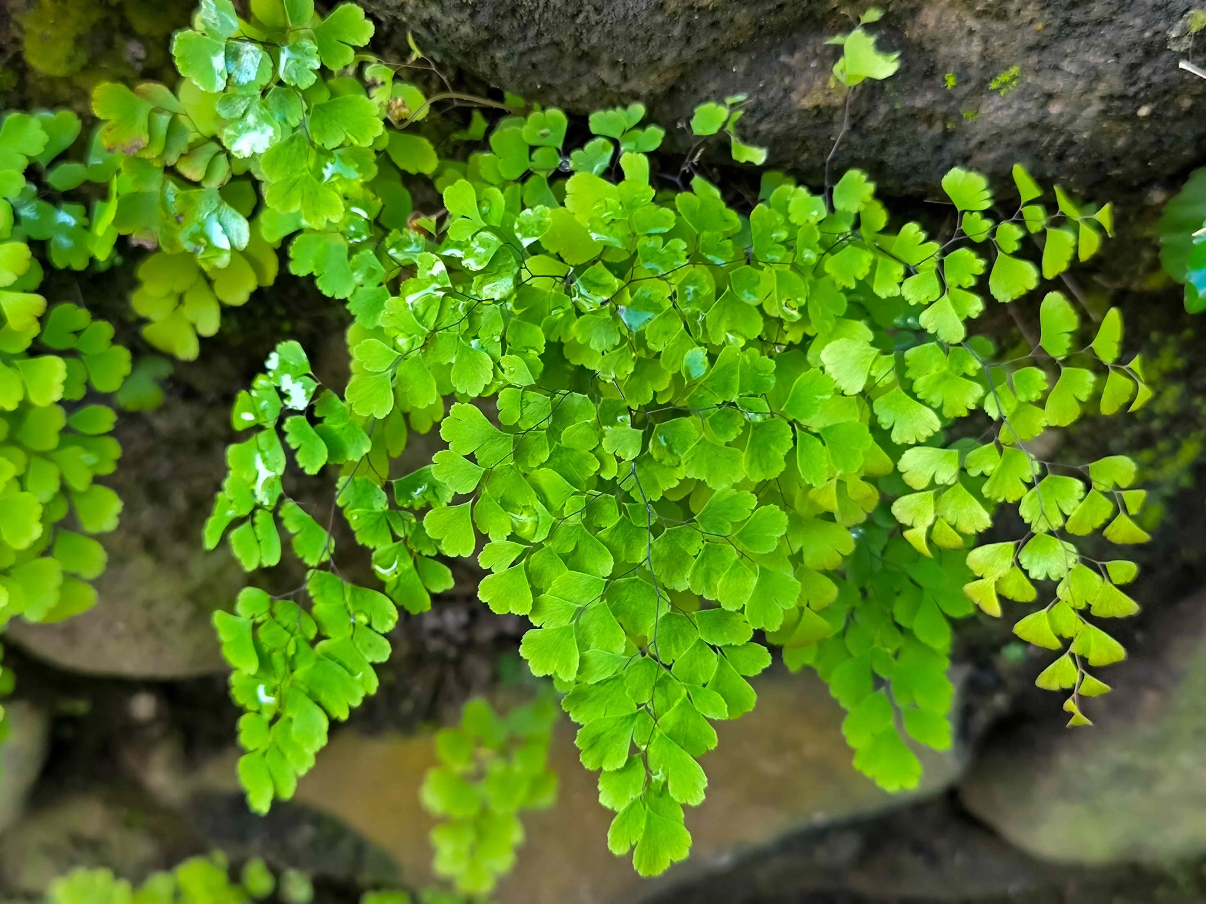 A planta é associada com a paz no casamento