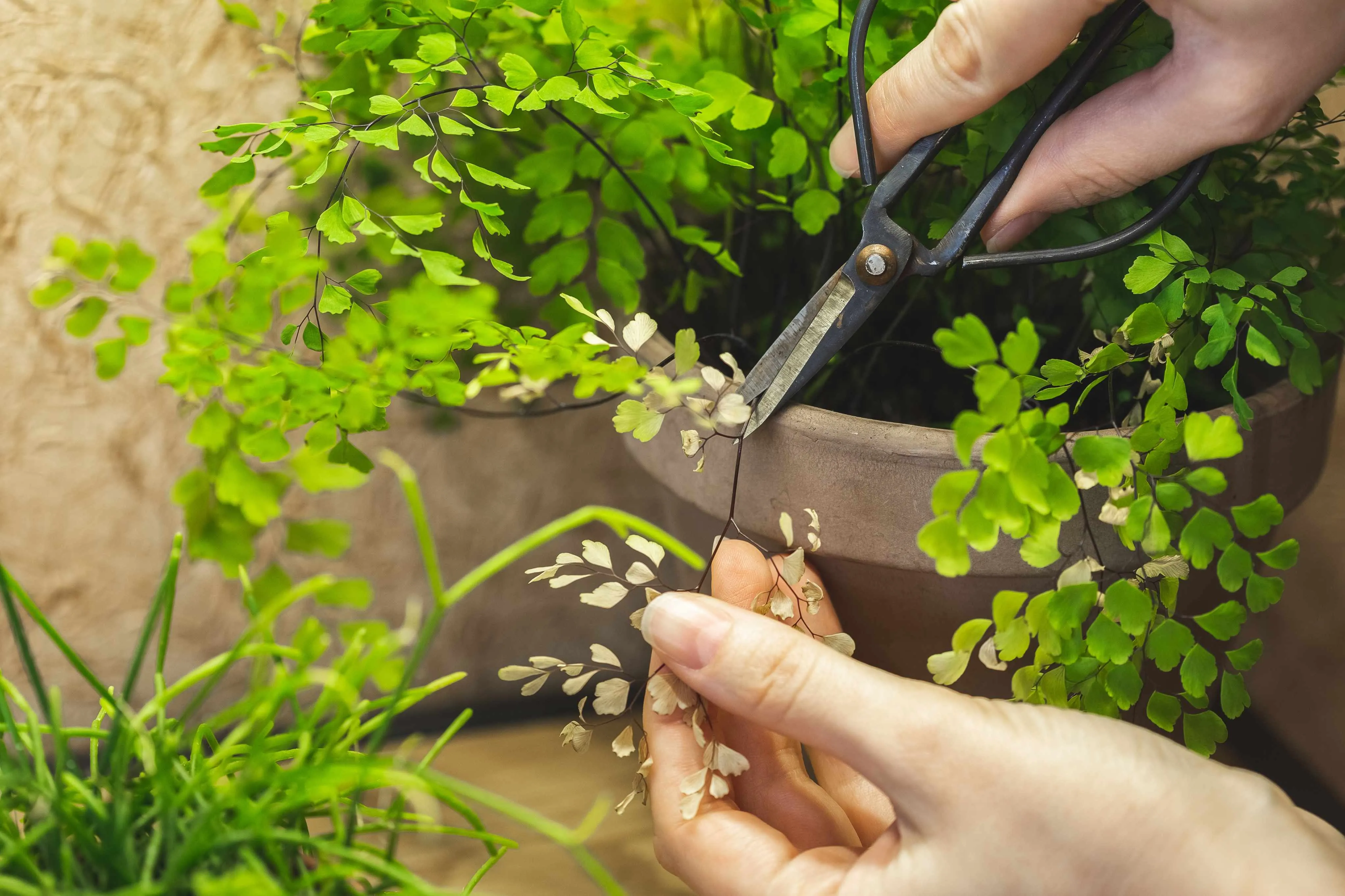 Caso a planta fique murcha, é importante averiguar se ela está com água suficiente