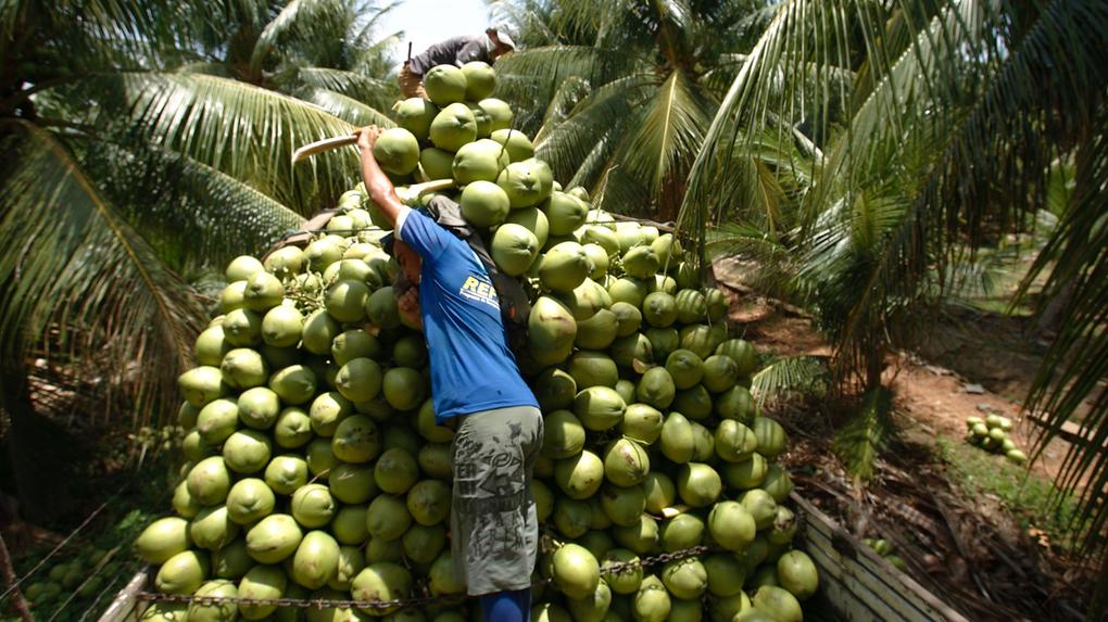 produção de coco verde em paraipaba, no ceará