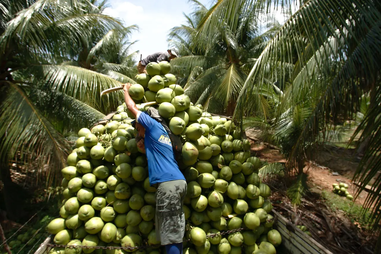 produção de coco verde em paraipaba, no ceará
