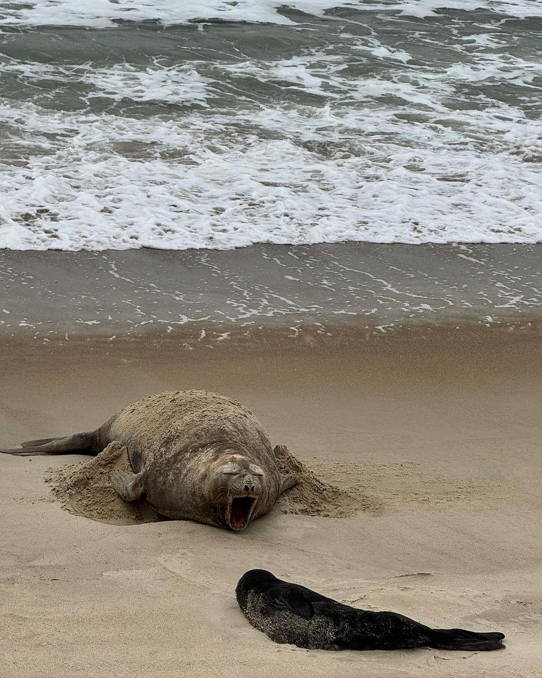 Pela primeira vez no Brasil, elefante-marinho dá à luz a filhote em praia de SC; veja vídeo