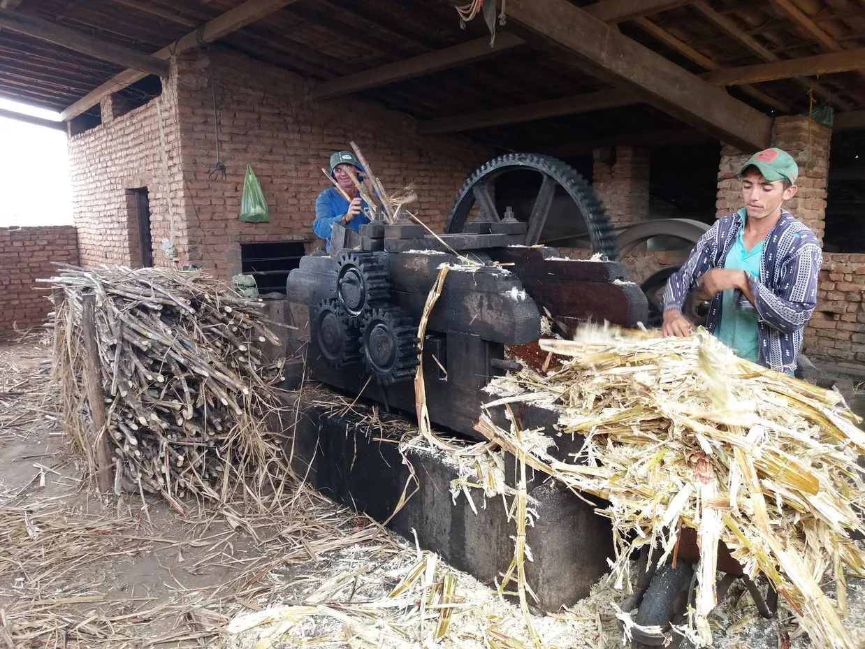 Moagem de cana-de-açúcar em Lavras da Mangabeira, no Ceará, em 2019. Cenas como essa estão cada vez mais escassas no território cearense