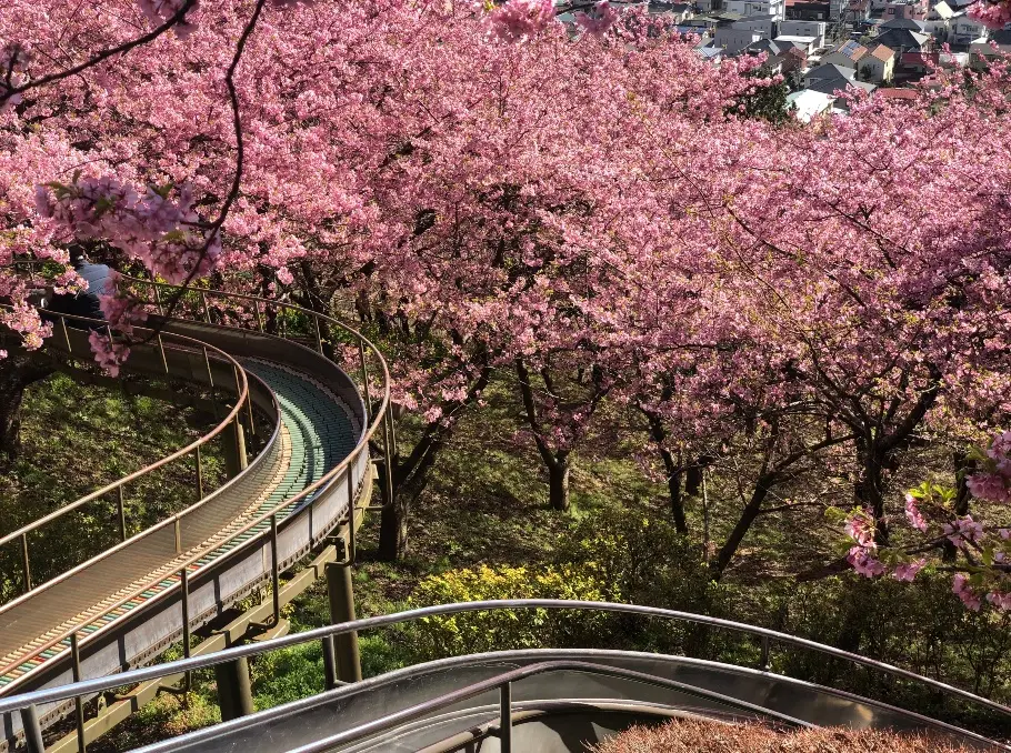 Diversas cerejeiras no Japão