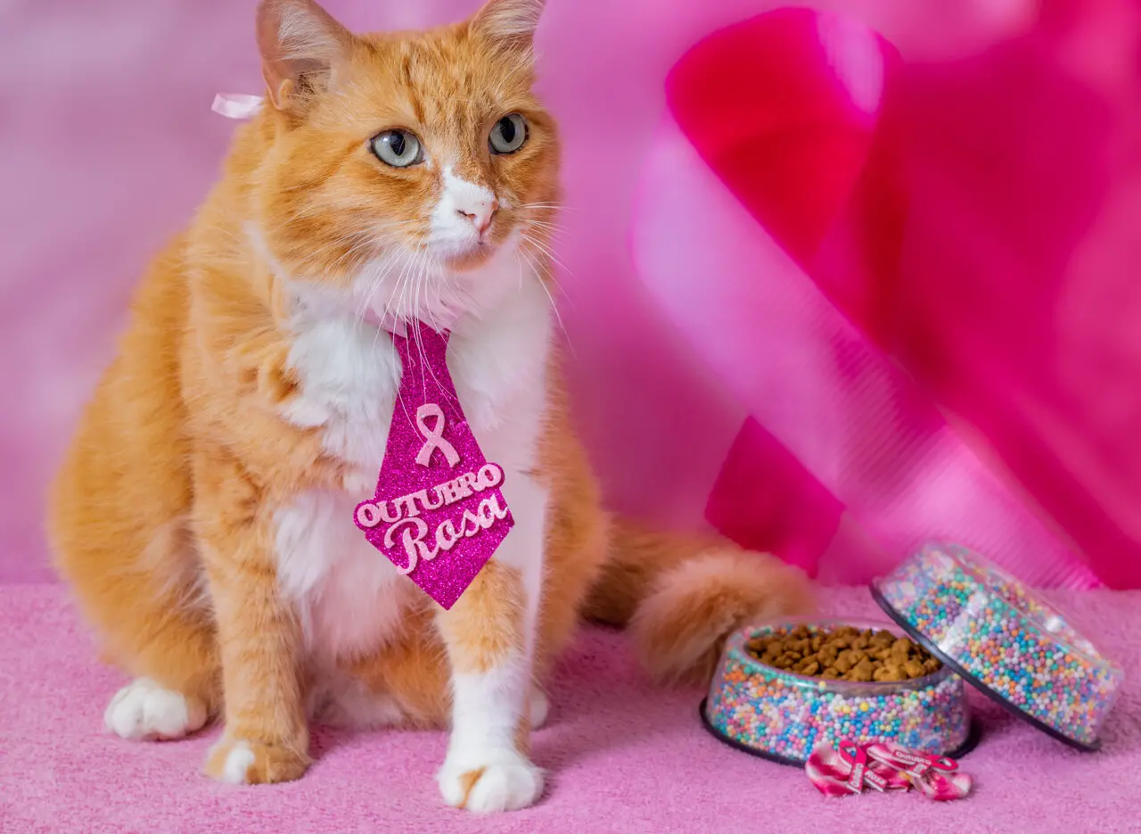 Gata laranja com gravata rosa escrito Outubro Rosa e um pote de ração colorido ao lado