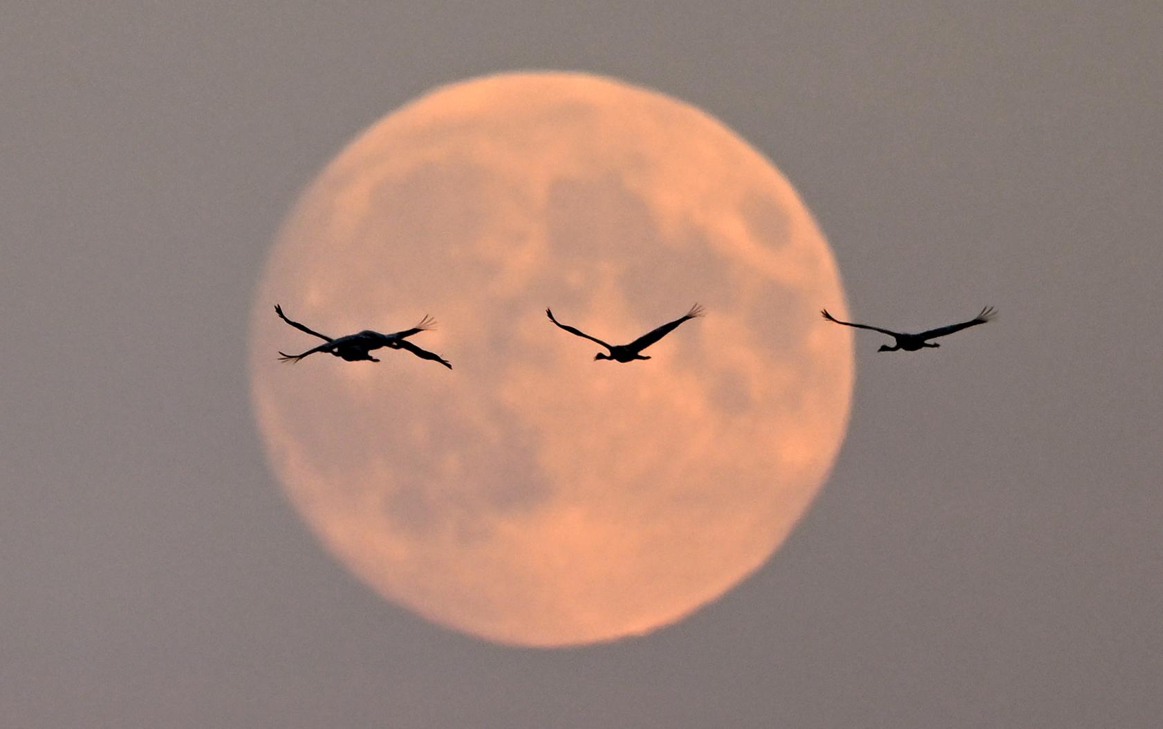 Superlua de 16 de outubro registrada perto de Linum, Brandemburgo, leste da Alemanha. Maior superlua de 2024: veja fotos do fenômeno pelo mundo