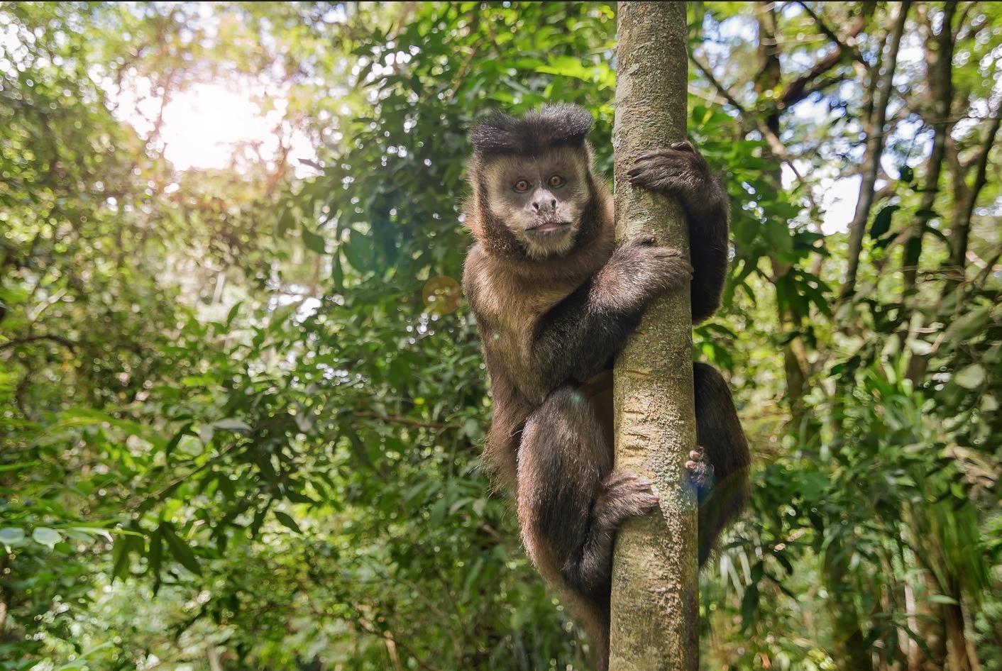 Na natureza, os macacos-prego alimentam-se principalmente de frutos e invertebrados, mas vertebrados, folhas e flores podem ser incluídos em sua dieta