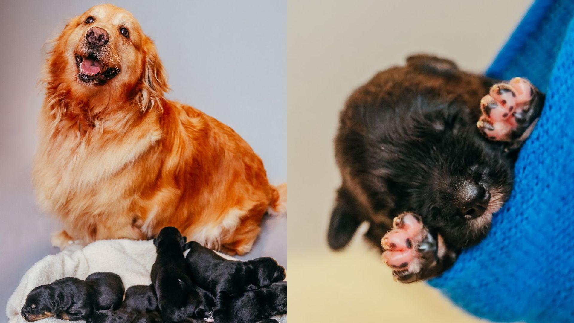 Golden retriever viraliza ao ficar grávida de Shih-Tzu: 'Teve a ousadia e alegria'