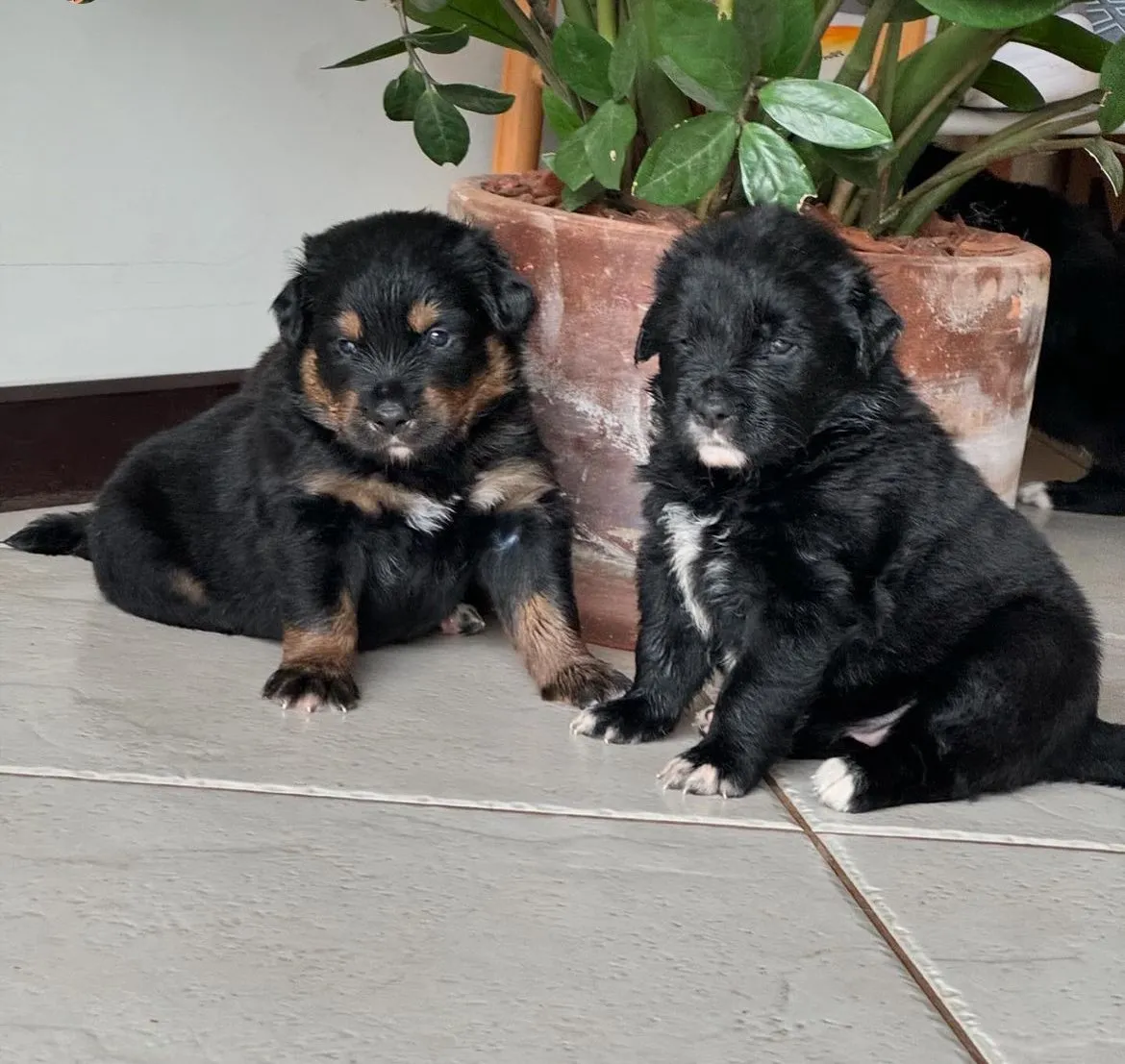 Segundo a tutora, filhotinhos devem ter porte pequeno, assim como o shih tzu