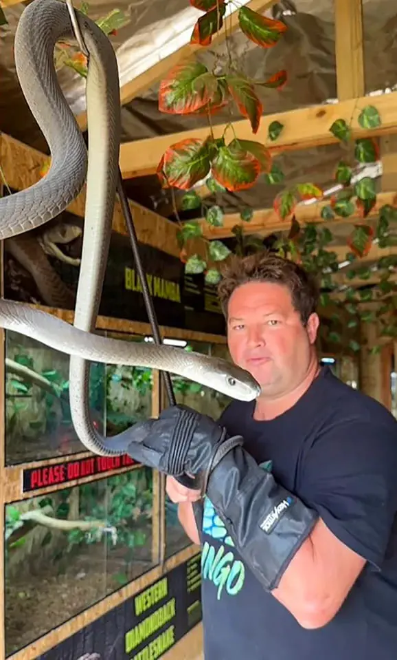 Youtuber sul-africano com mais de 600 mil seguidores morre após ser picado por cobra