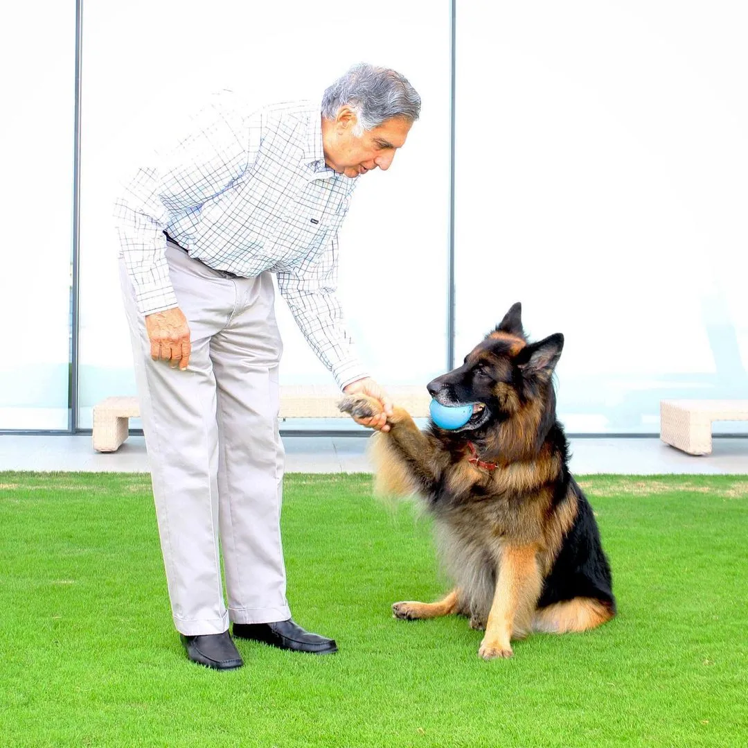 Tito era da raça pastor alemão