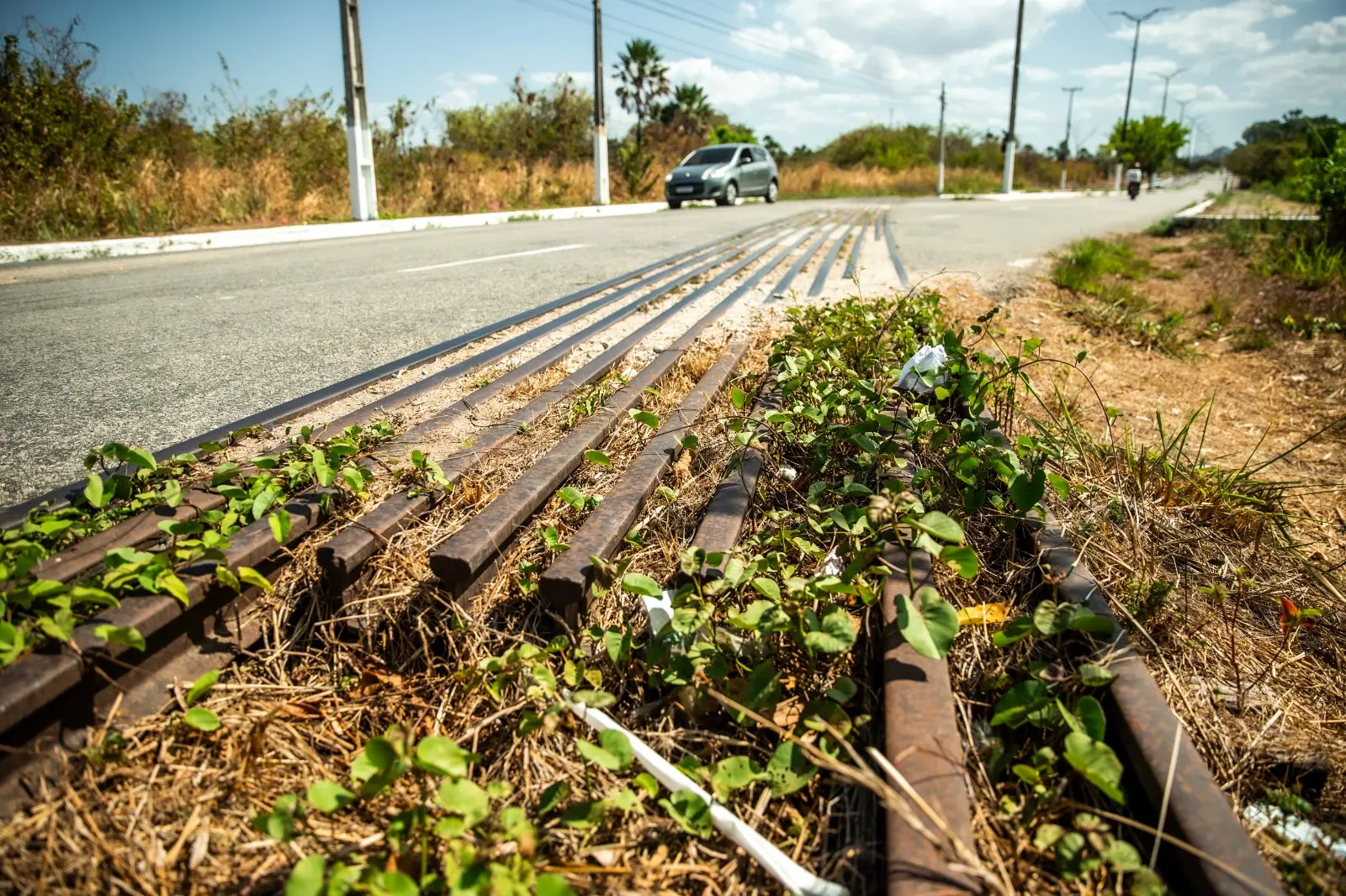 Vegetação cresce em passagem de nível da FTL na Pacatuba