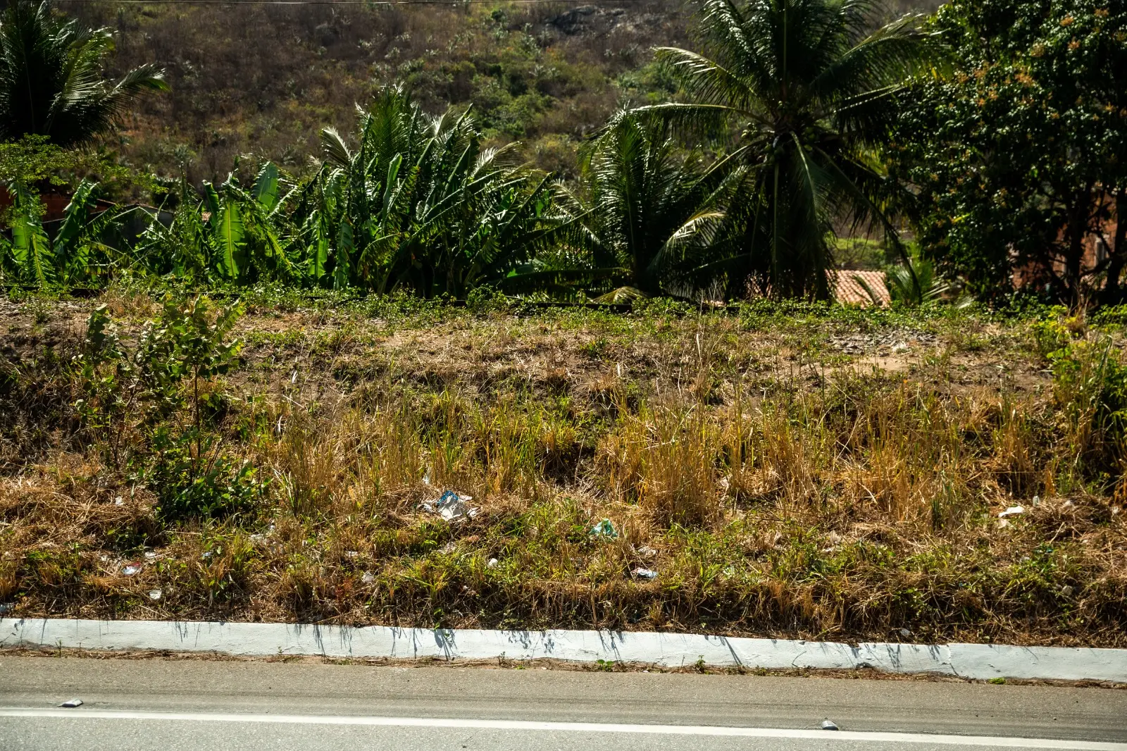 Ferrovia da FTL some em meio à vegetação nas margens da CE-060