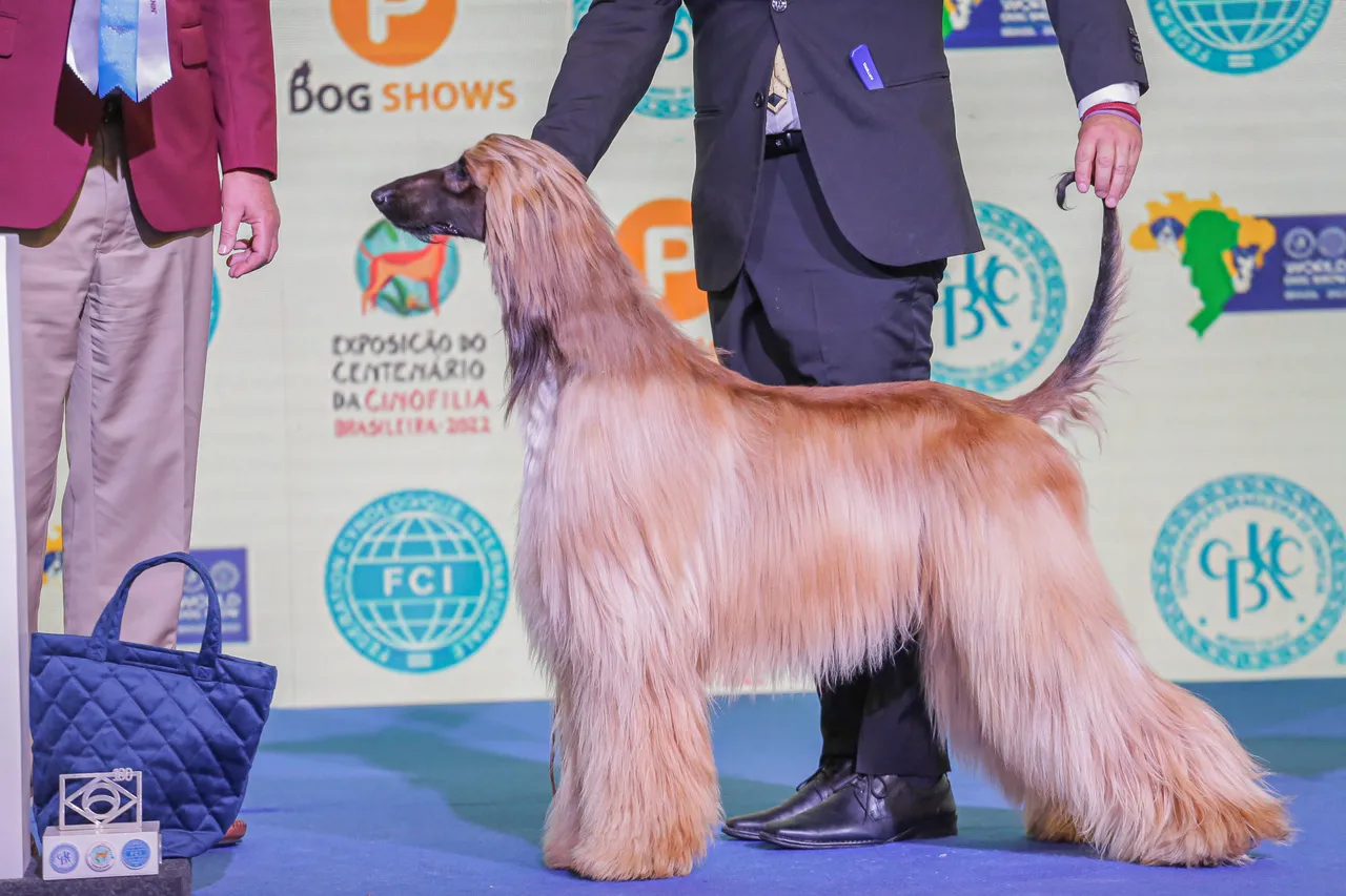 Um macho e uma fêmea do evento vão se classificar para a competição internacional na Inglaterra