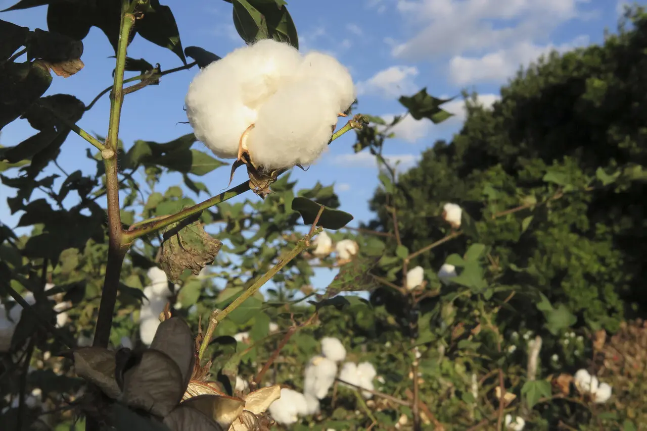 foto de plantação de algodão