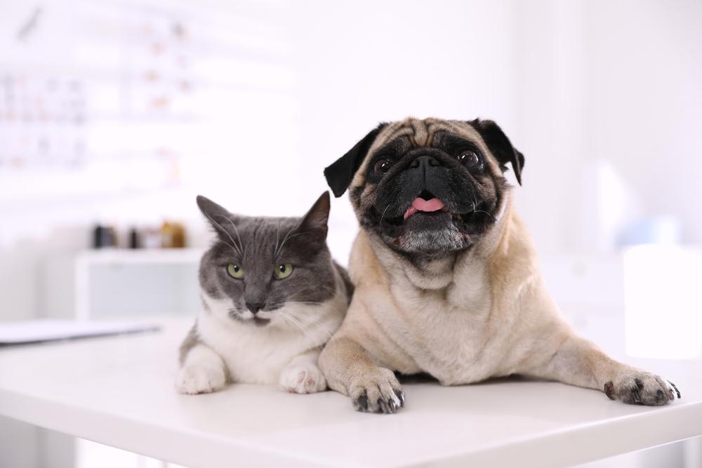 Gato e cachorro em cima de mesa de veterinário