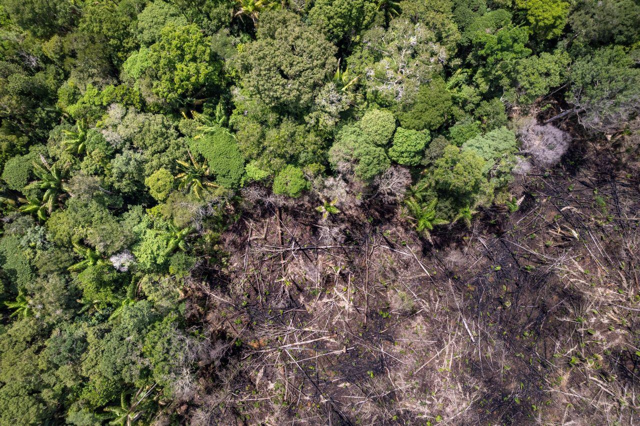 imagem aérea mostra vegetação densa de floresta e, ao lado, área desmatada