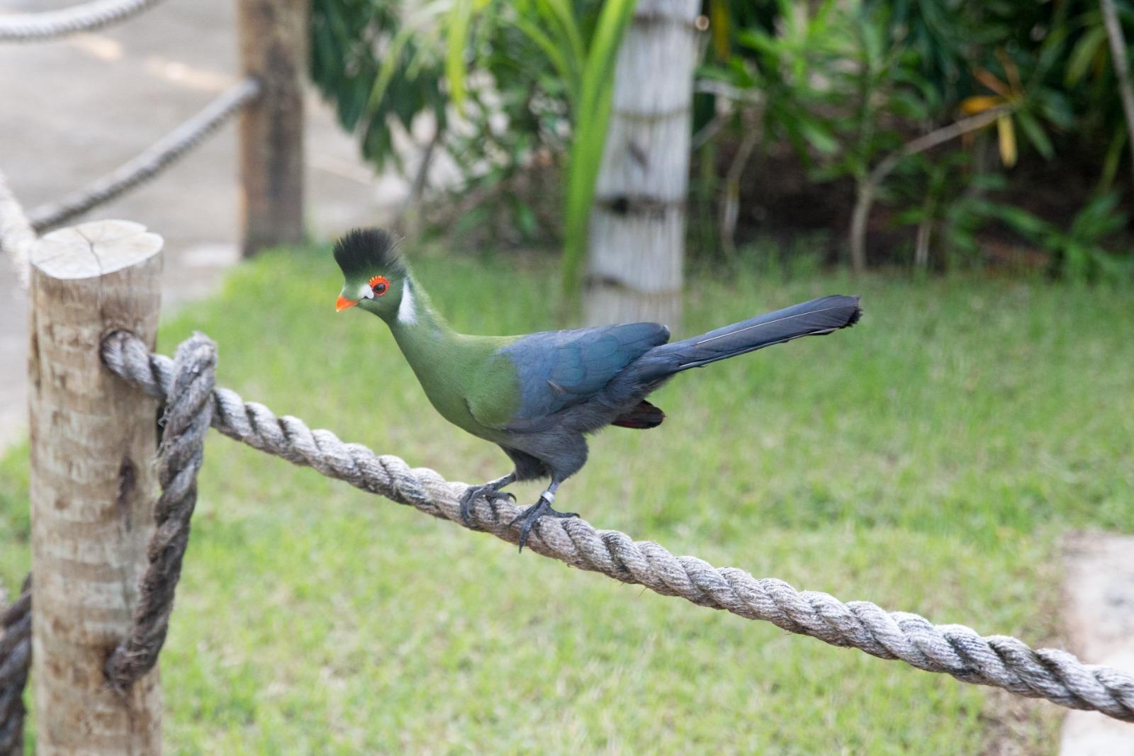 Turaco-de-faces-brancas