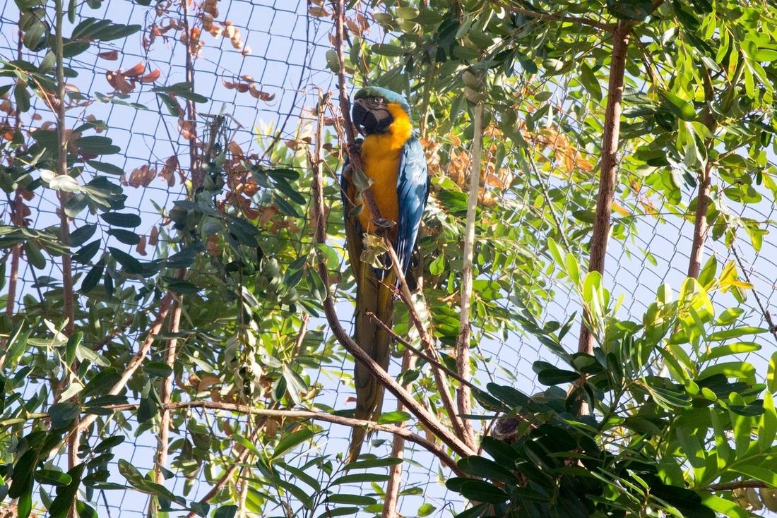 Arara Canindé (Ara ararauna)