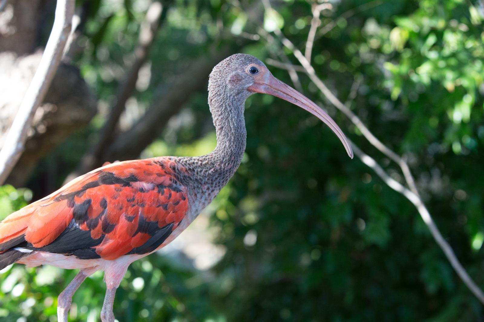 Guará vermelho