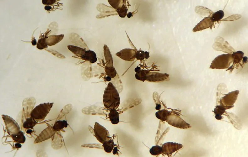 Mosquitos maruins são os vetores da febre oropouche