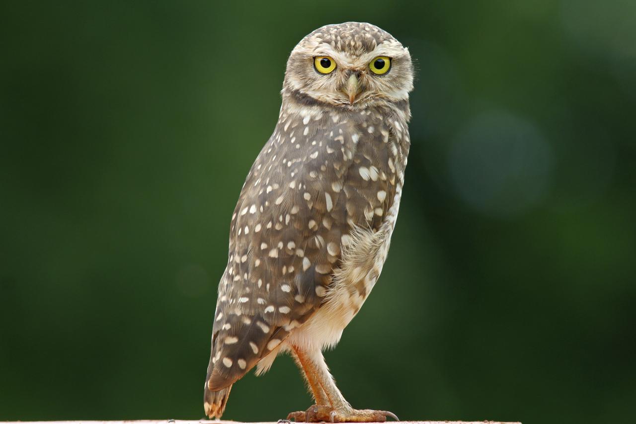 Athene cunicularia, conhecida como, Coruja-buraqueira é uma das espécies existentes no Ceará