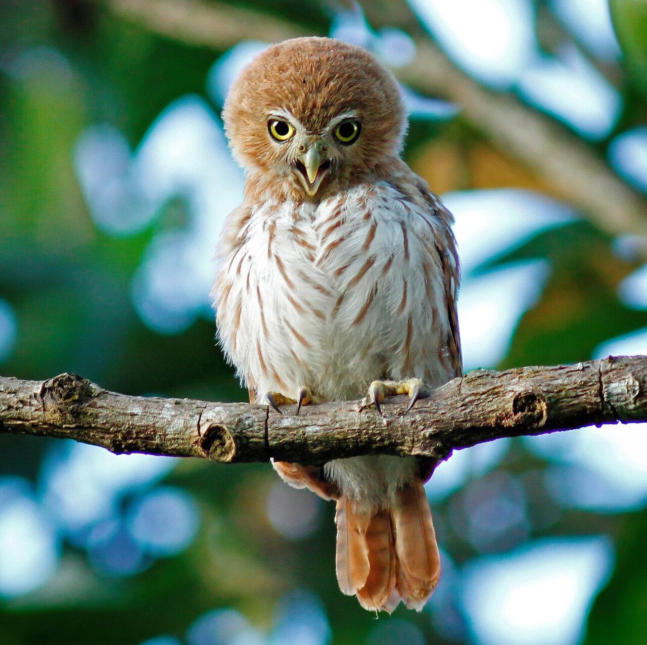 Glaucidium brasilianum ou caburé aparece na Serra das Almas