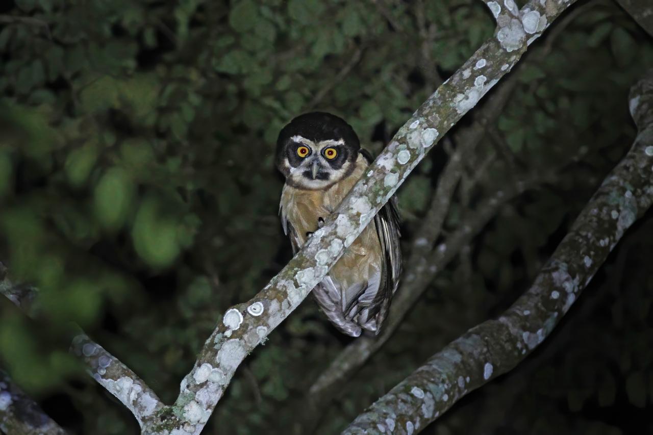 Pulsatrix perspicillata é conhecida popularmente como Murucututu