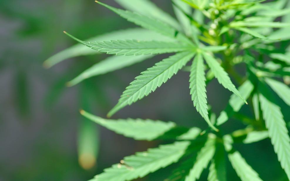 Planta Cannabis sativa