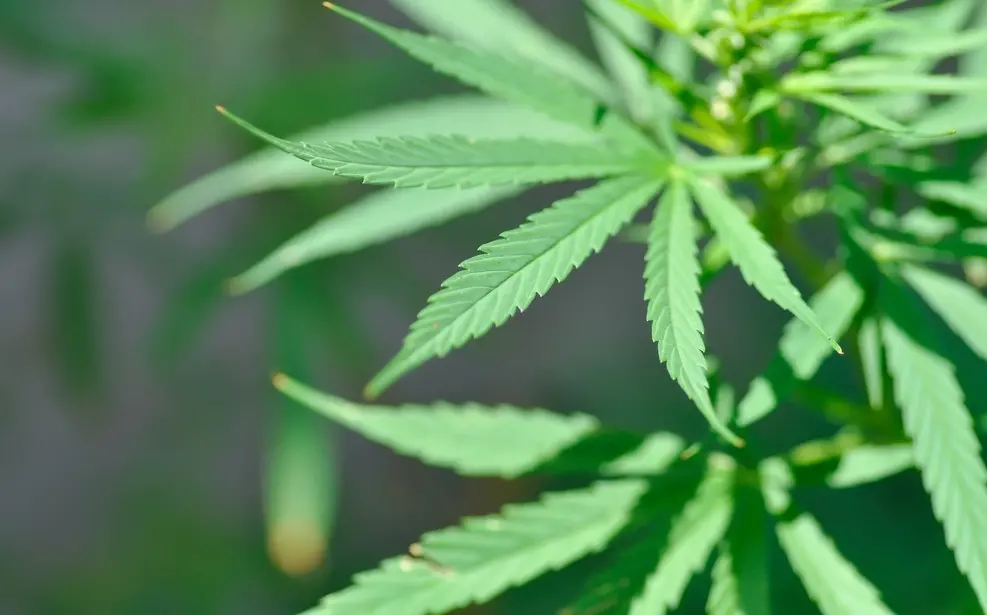 Planta Cannabis sativa