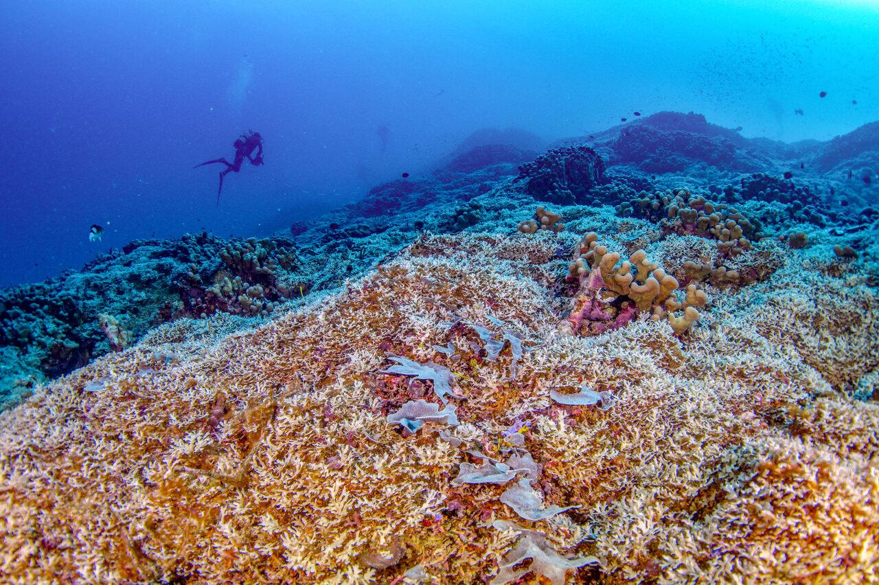 Esta foto de distribuição tirada pela National Geographic Pristine Seas em 24 de outubro de 2024 e divulgada em 14 de novembro mostra mergulhadores nadando sobre o maior coral do mundo, localizado perto das Ilhas Salomão, no Pacífico.