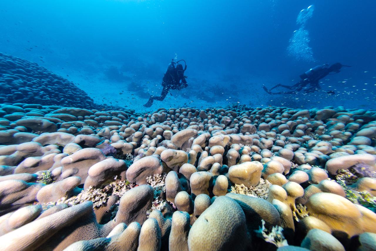 Esta foto de distribuição tirada pela National Geographic Pristine Seas em 24 de outubro de 2024 e divulgada em 14 de novembro mostra mergulhadores nadando sobre o maior coral do mundo, localizado perto das Ilhas Salomão, no Pacífico