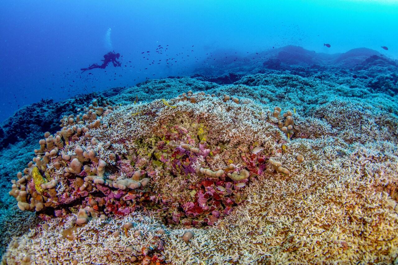 Esta foto de distribuição tirada pela National Geographic Pristine Seas em 24 de outubro de 2024 e divulgada em 14 de novembro mostra mergulhadores nadando sobre o maior coral do mundo, localizado perto das Ilhas Salomão, no Pacífico.