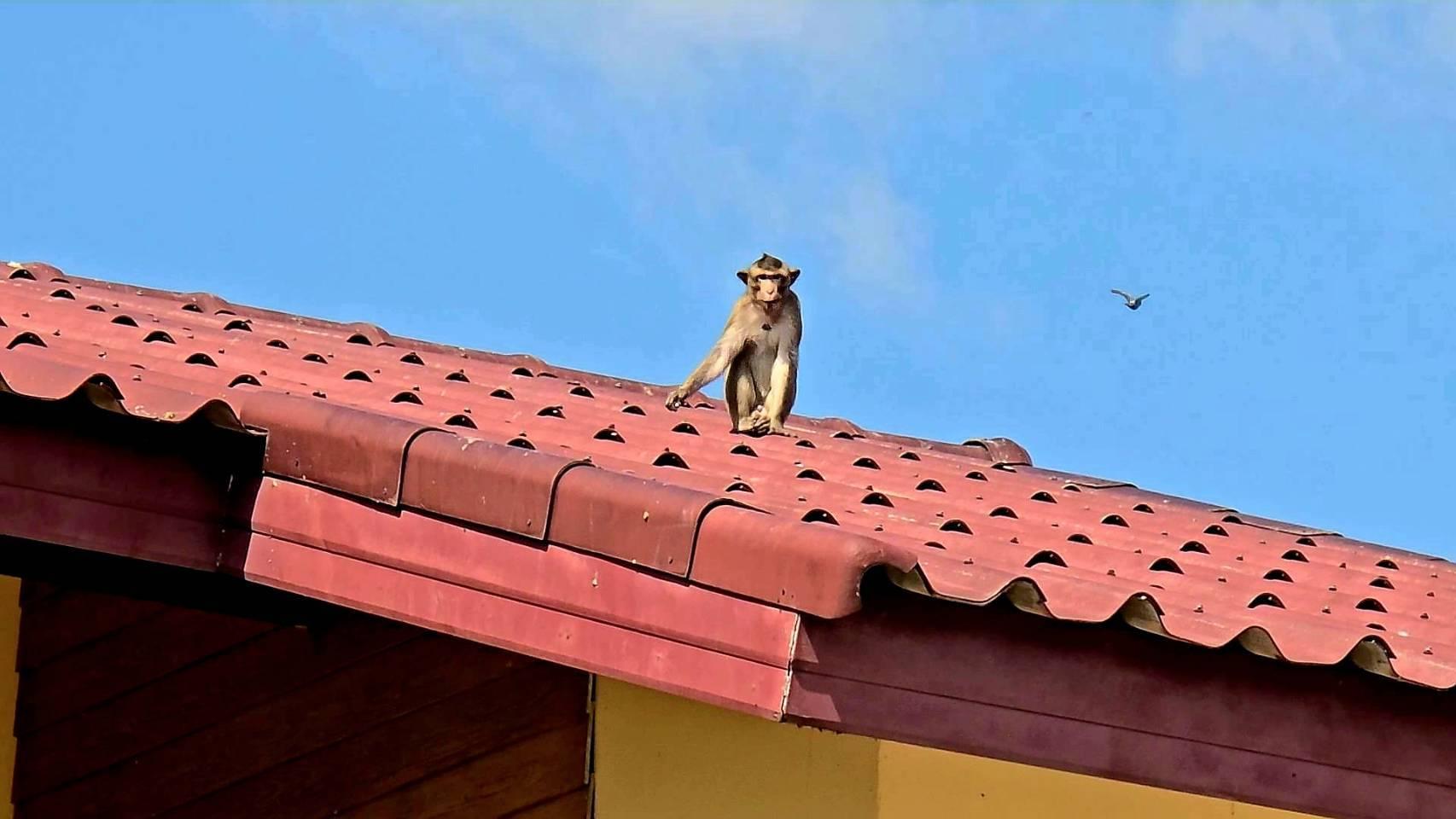 Macacos foram avistados em áreas residenciais