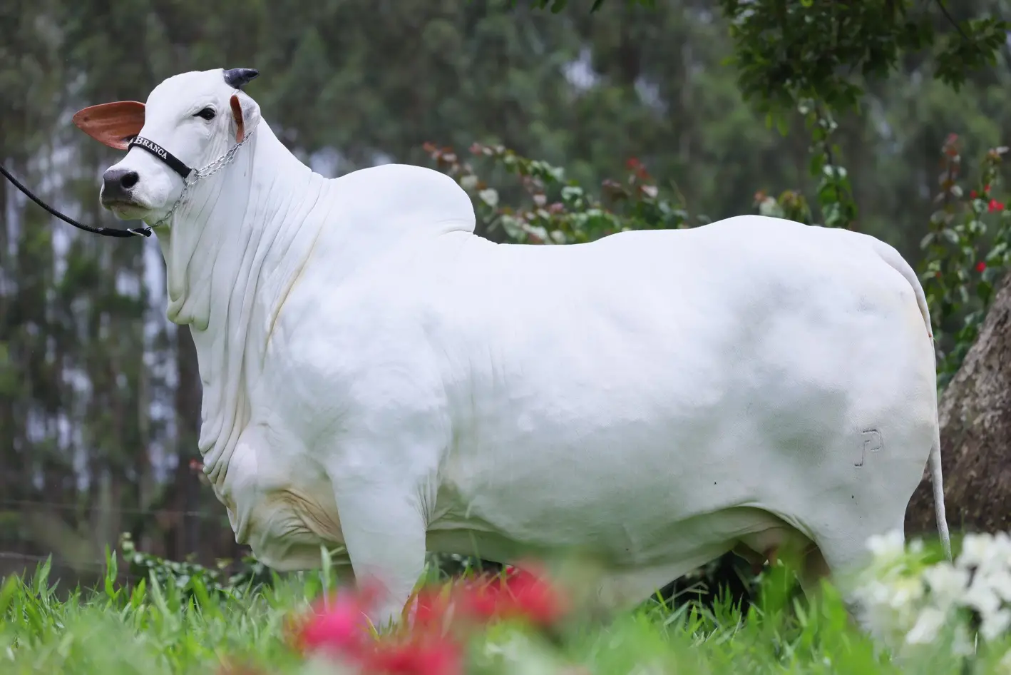 Carina desbancou posto de vaca que valia R$ 21 mi