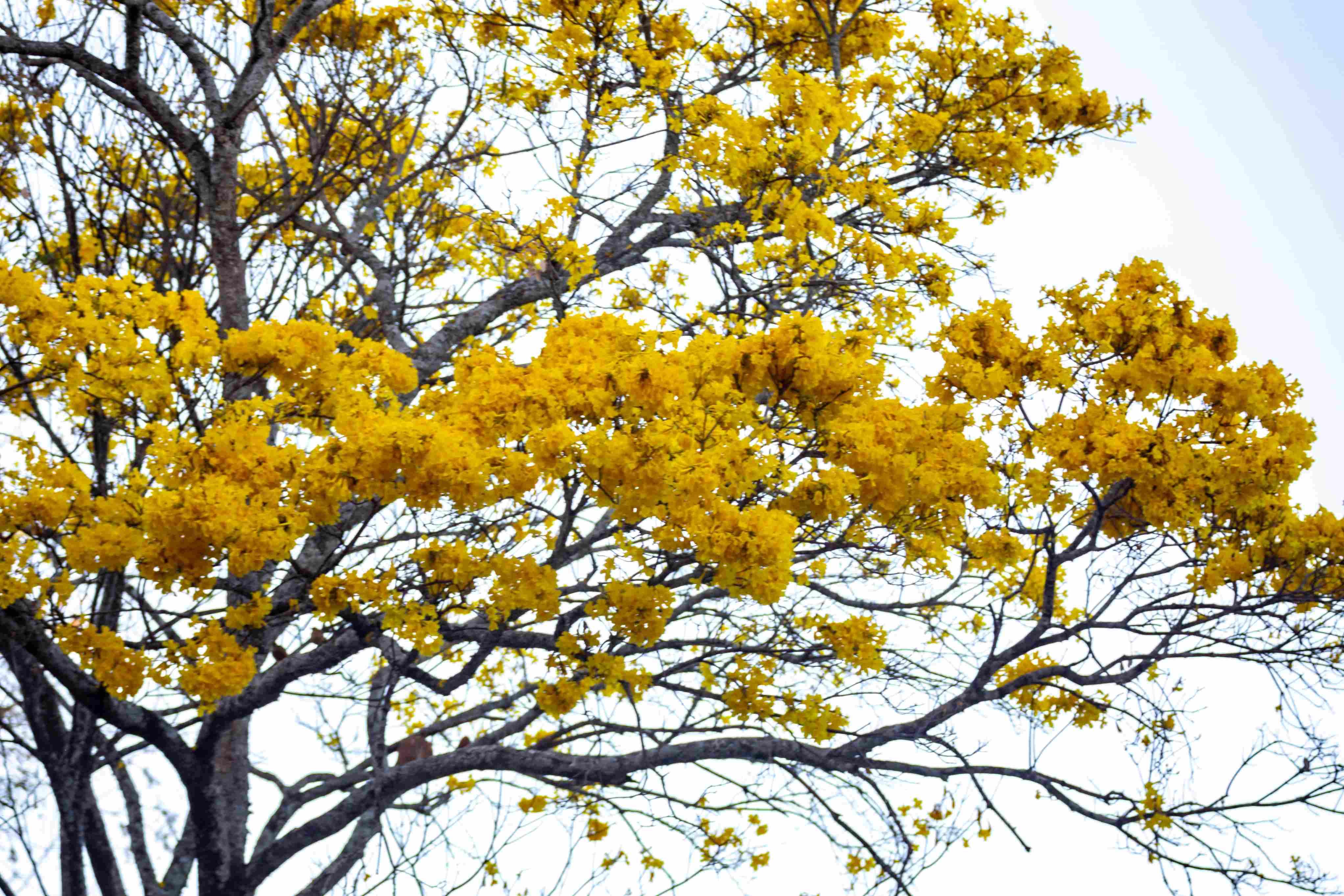 a imagem mostra folhas e troncos da árvore ipê amarelo em foco e, um céu nublado ao fundo