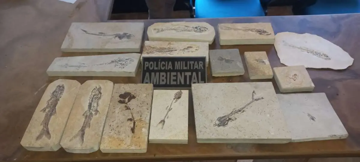 fósseis encontrados no Interior do Ceará