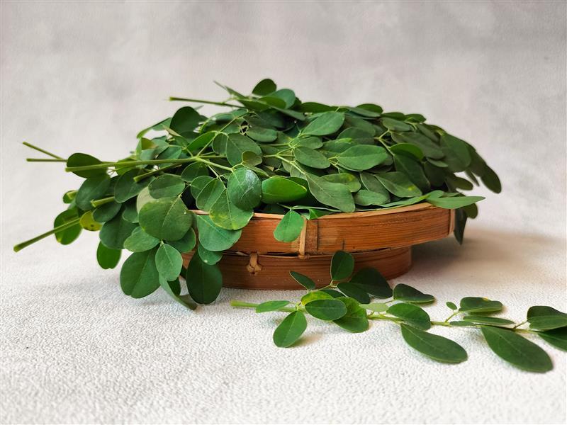 planta moringa em um vaso