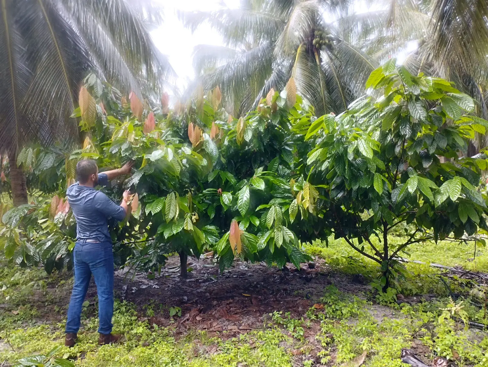 Plantação de cacau no Ceará