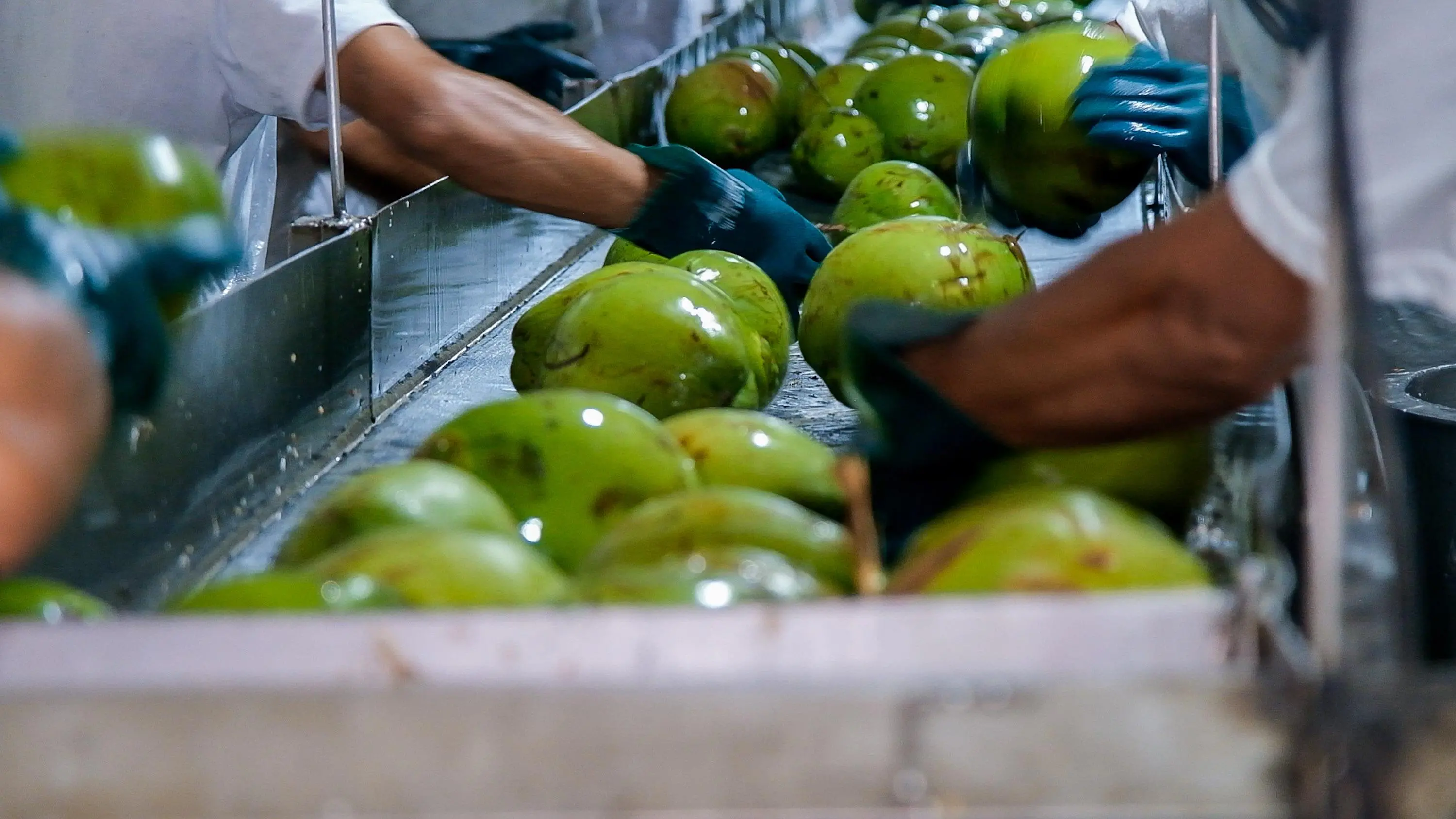 Foto que contém indústria de coco no Ceará.