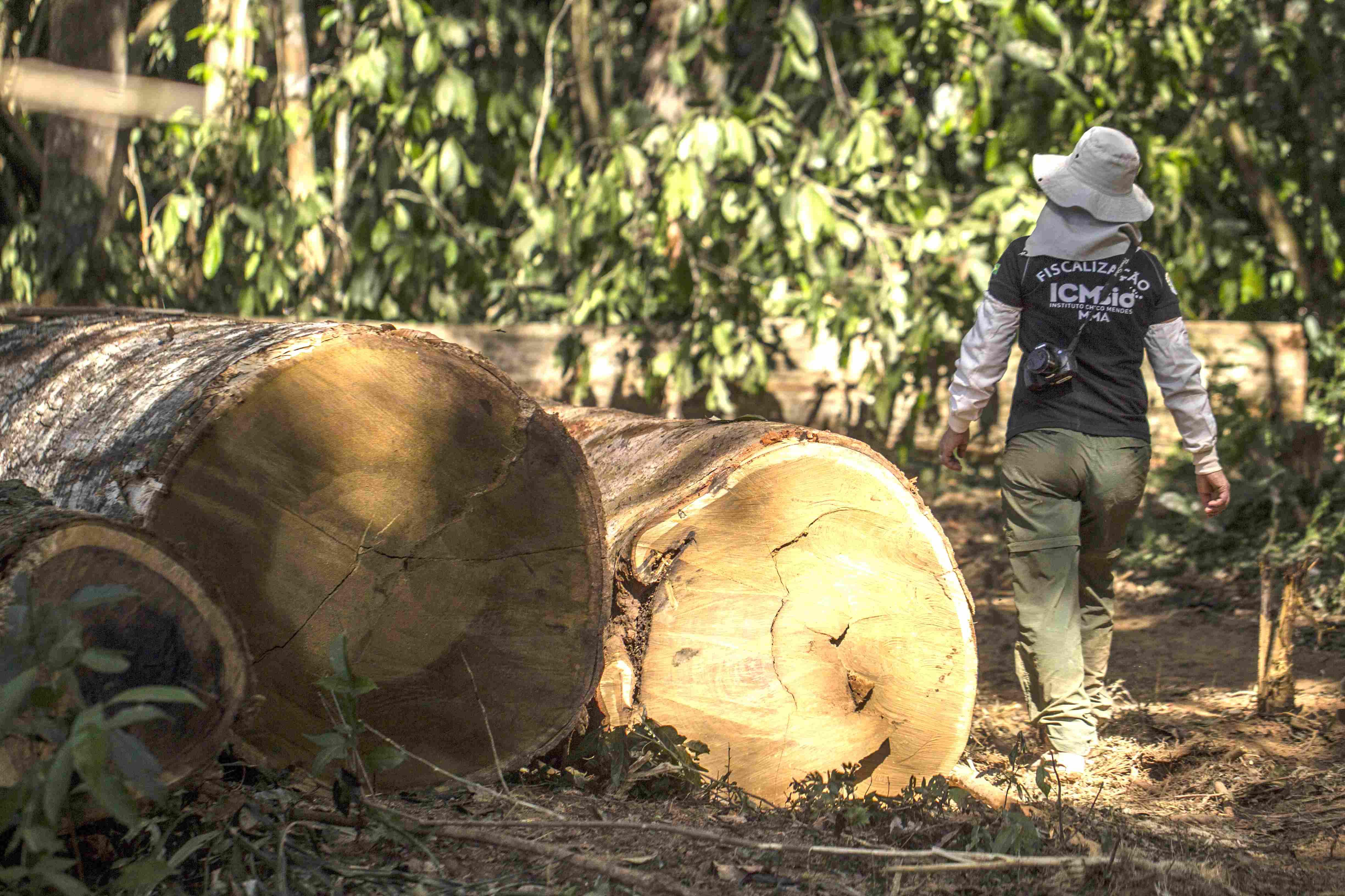 Analista ambiental irá cuidar do planejamento, organizacional e estratégico afetos à execução das políticas nacionais de meio ambiente