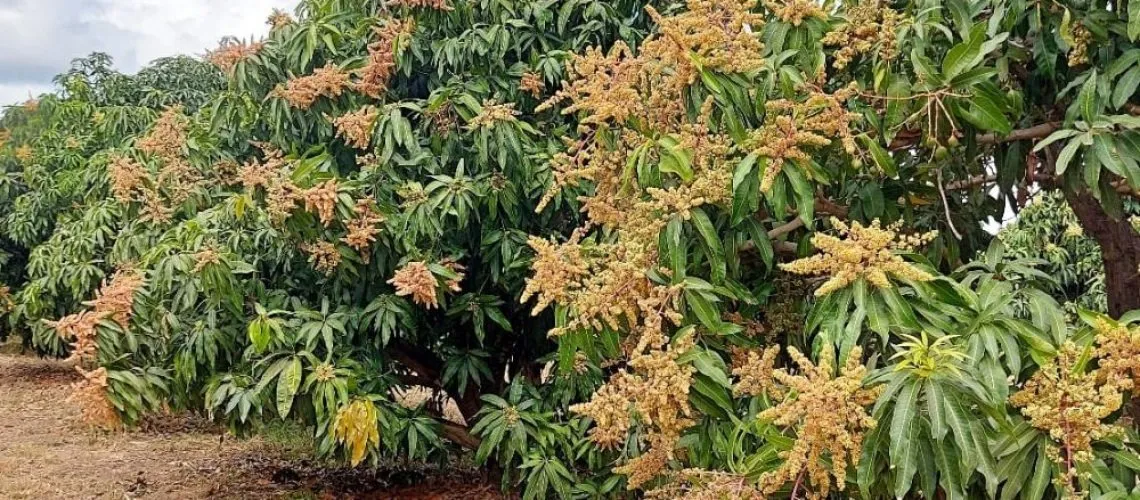 FInoagro, do Grupo Vicunha, vai aumentar a produtividade das fazendas de manga no interior do Ceará